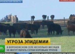 Чиновники в Воронежской области несколько месяцев не могут убрать сотни коровьих трупов