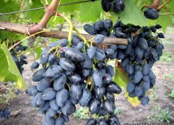 Малораспространенные сорта винограда
