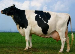 Профилактика маститов у коров