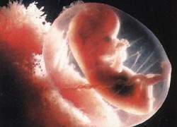 Интересные факты о эмбрионах