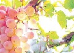 Чем опрыскать виноградник осенью
