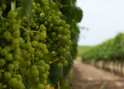 Азотные удобрения винограда