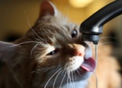 Кот пьет очень мало воды