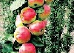 Колонновидные яблони: 200 яблонь на сотке