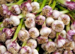 Особенности выращивания чеснока