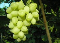 Сорт винограда прелесть