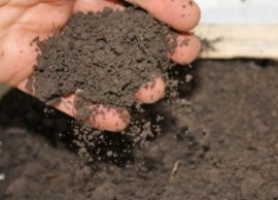 Какая кислотность почвы на вашем участке?