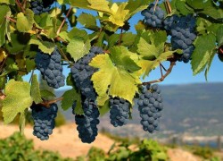 Технические сорта винограда полезнее для здоровья