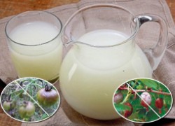 Молочная сыворотка избавит огород от мучнистой росы и фитофтороза