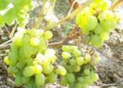Способы стимулирования роста корней на отводках винограда