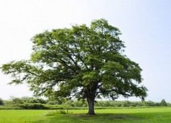 Влагозарядка поможет деревьям перезимовать без потерь