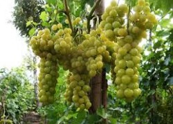 Болгарские сорта винограда