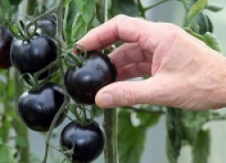 Ученые изобрели сорт помидоров, спасающий от рака