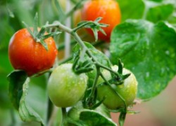 Чем подкормить томаты