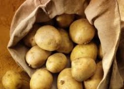 Секреты рассады картофеля