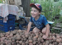 Вот такой урожай вырастили под соломой. Виноград тоже выращиваем сами с внуками.