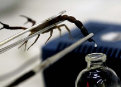 Яд скорпиона спасет от рака?