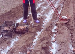 Картошку сажаю в золу в начале марта