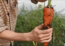 Уникальный способ вырастить длинную и сочную морковку