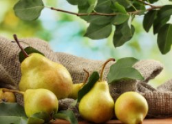 9 причин почему не плодоносит груша