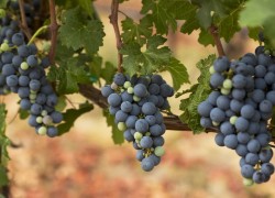 Тимур или Аркадия – выбираем сорт винограда
