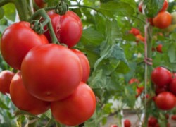 Как заставить помидоры завязаться в экстремальных условиях