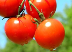 Детерминантные сорта помидоров: минимум ухода, максимум урожая