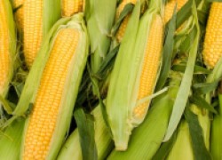 Уход за кукурузой по этапам роста