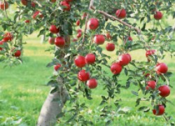 Летний график обработки яблонь