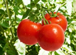 Выращивание помидоров на семена