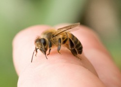 ОПАСНОЕ ЖАЛО: помощь при укусах ос и пчел