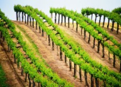 Вопросы от наших читателей по применению химических препаратов на виноградниках
