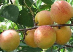 Новые сорта плодовых культур для вашего сада