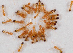 Борная кислота – приманки для муравьев