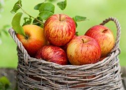 О яблонях в вопросах и ответах