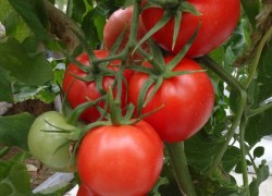 Не дождусь урожая от своих томатов