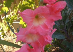 Гладиолус – цветок верности и чести