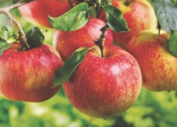 Как заставить яблоню плодоносить каждый год