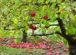 Таблица опылителей для яблони