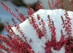 Как уберечь многолетние цветы от замерзания