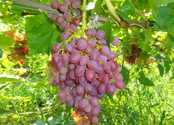 9 сортов винограда, с которыми придется понянчиться