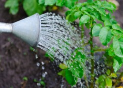 Как поливать: под корень или дождеванием?