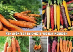 Как добиться высокого урожая моркови