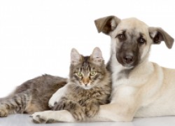 Общие болезни кошек и собак