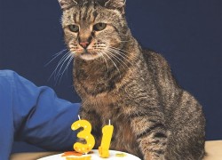 Кот отмечает 31-ю годовщину!