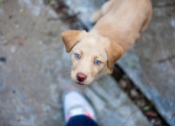 Осторожно, догхантеры: первая помощь собаке при отравлении