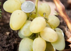 Сорт винограда монарх – лучший из рано созревающих сортов