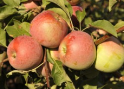 Яблони, которые не паршивят