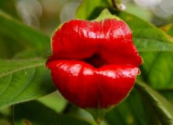 Насмешка природы: цветов "Губы женщины"