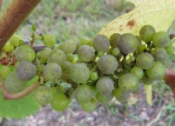 Определяем восприимчивость винограда к милдью